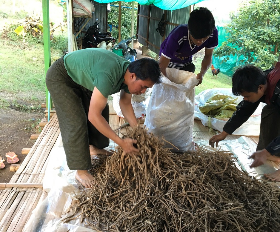 ミャンマー国貧困農家の所得向上及び健康改善のための無農薬ハーブ及び雑穀等生産・販売ビジネス（SDGsビジネス）調査
