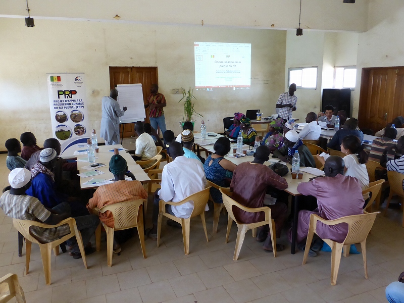 セネガル国天水稲作持続的生産支援プロジェクト