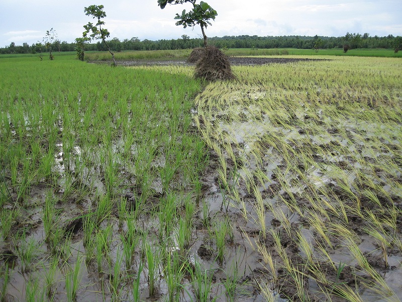シエラレオネの低地稲作（栽培技術の向上が急務）