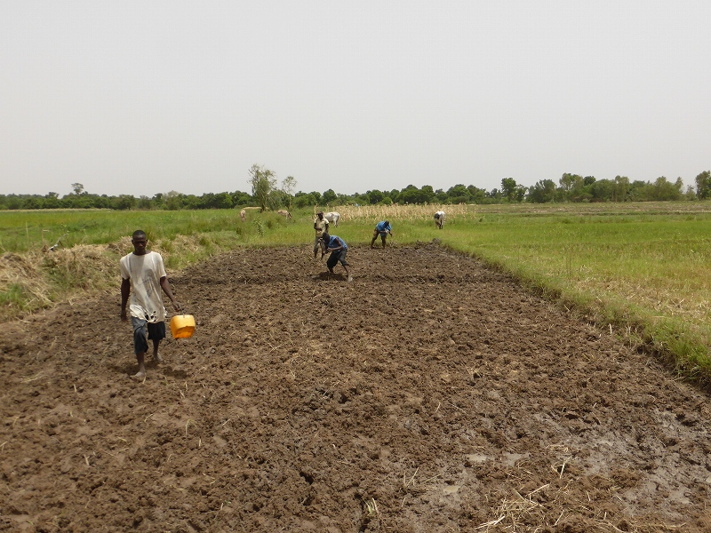 マリの首都近郊の灌漑水田（組織的な稲作が必要）