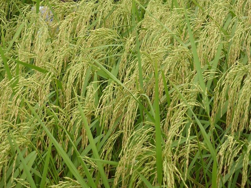 品種比較試験圃場の稲
